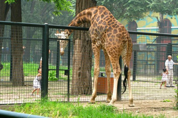 公园动物园围栏